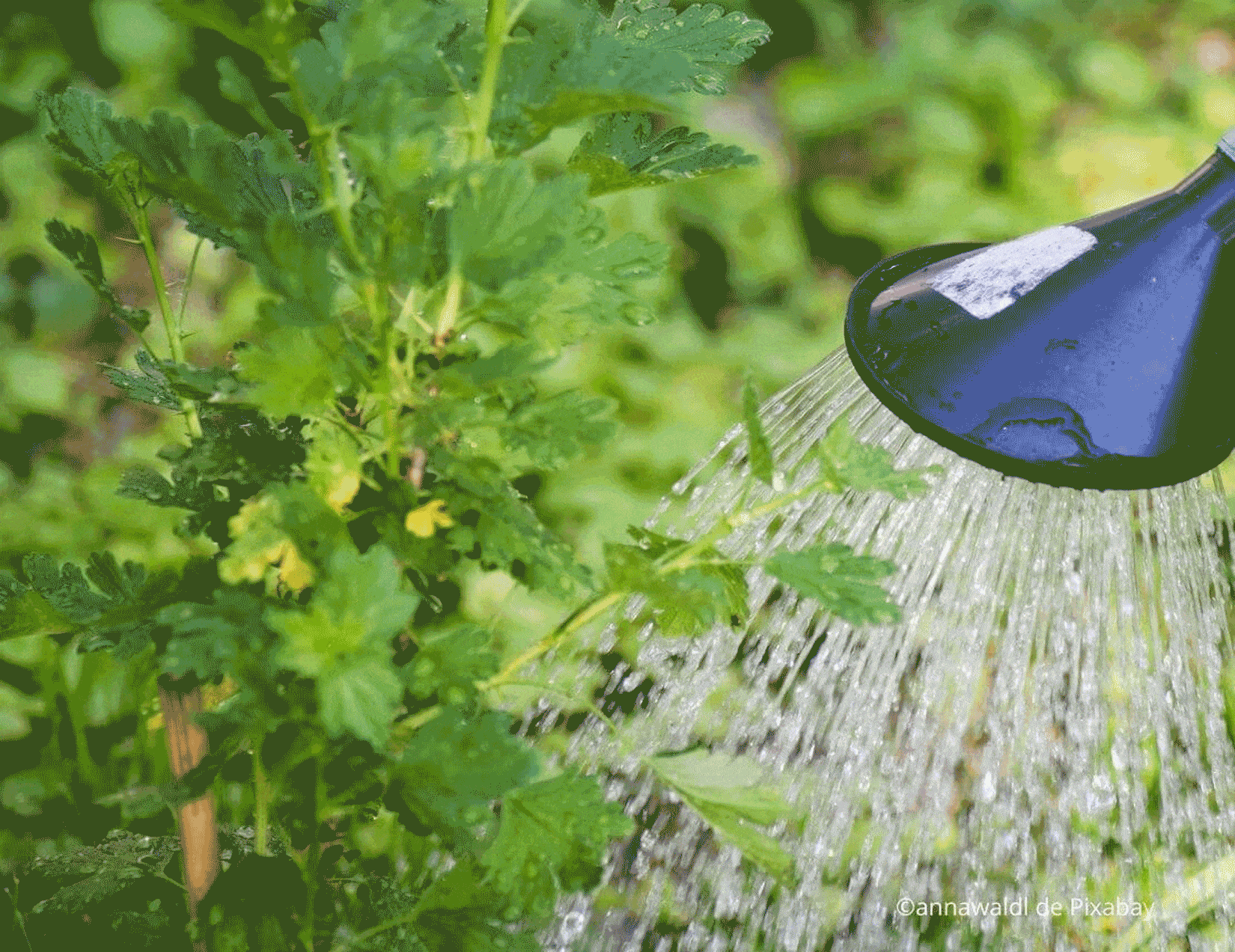 5 astuces pour optimiser l’eau au jardin
